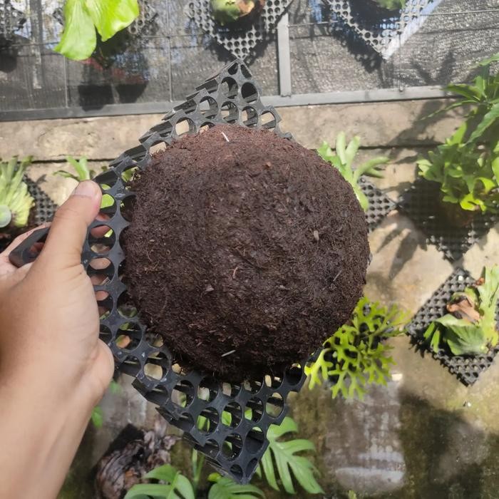 media tanam platycerium anggrek