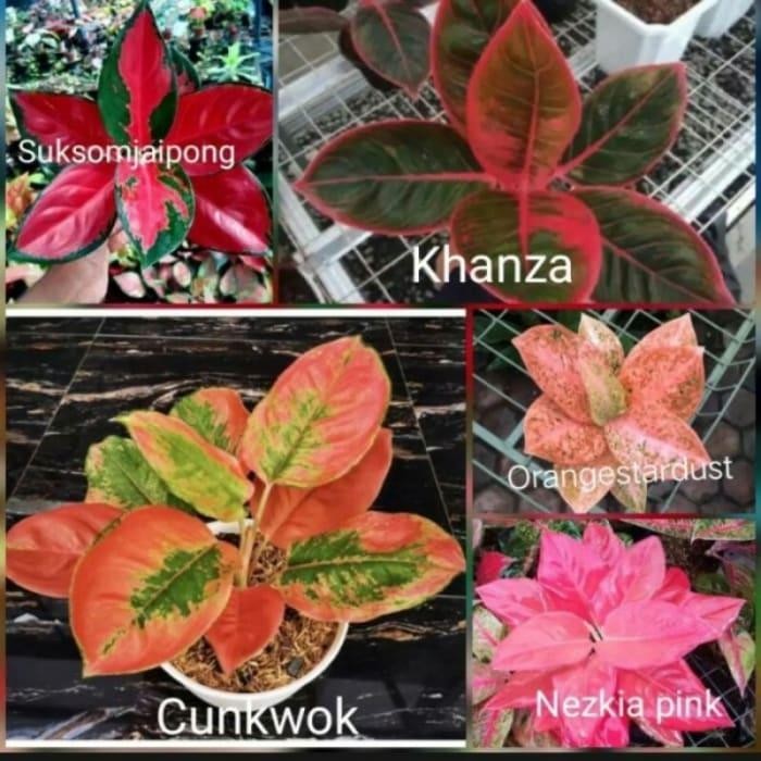 Paket 5 Jenis anglonema Bibit Bonggol _Khanza_SuksomJaip pupptu 8121kv
