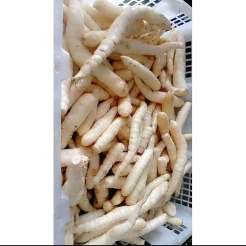 

umbi garut tarigu asli beresih fres/1 kg