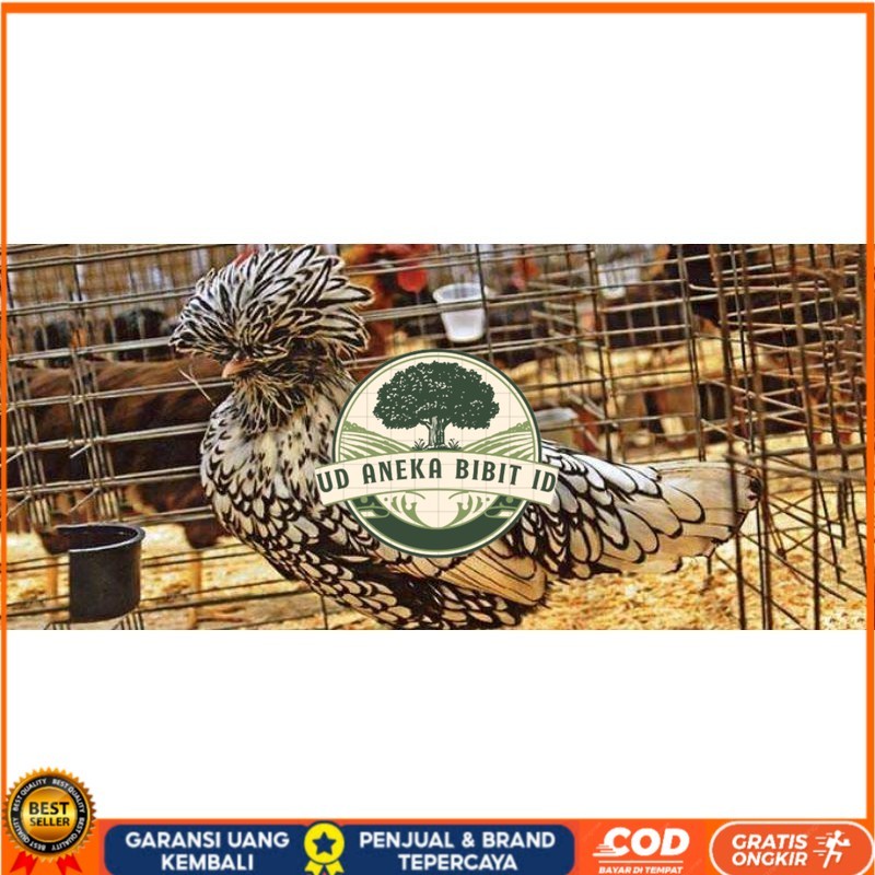 

TELUR AYAM HIAS SILVER LACED POLISH DAN GOLD LACED / POLAND BATIK UNTUK DI TETASKAN UD ANEKA BIBIT ID