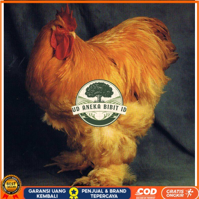 

TELUR AYAM HIAS BRAHMA GC isa untuk di tetaskan UD ANEKA BIBIT ID