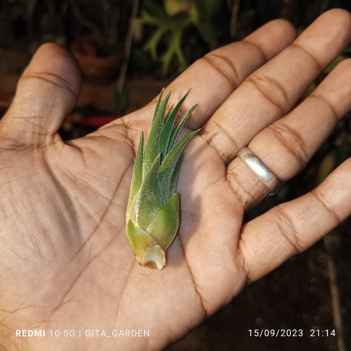 tillandsia shrimp cocktail