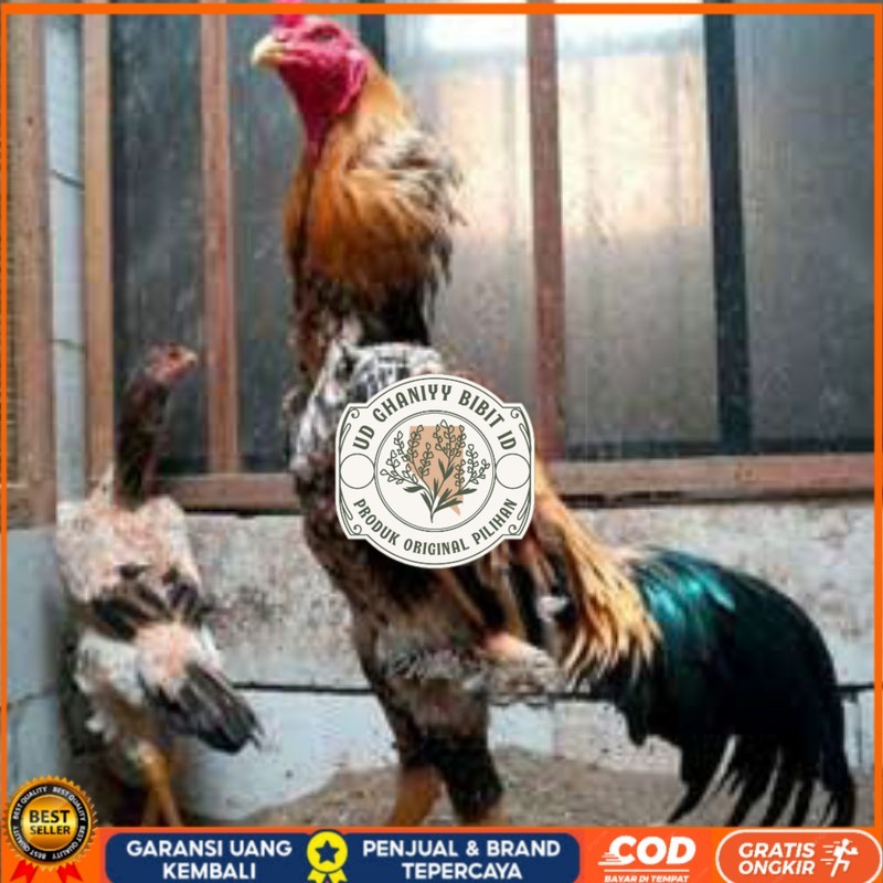 

TELUR TETAS AYAM SHAMO EROPA UNTUK DI TETASKAN UD GHANIYY BIBIT ID