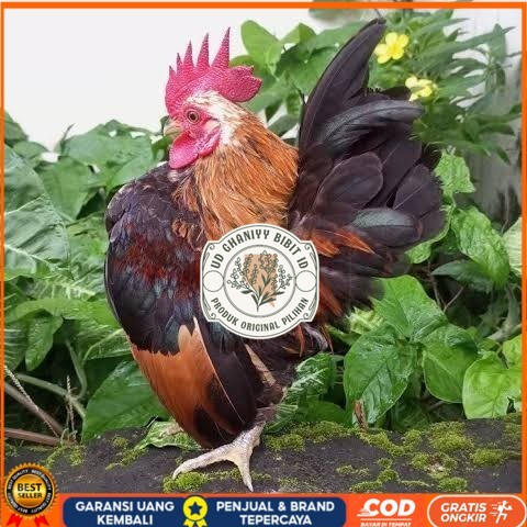 

Telur ayam serama / kate lokal fertil asli siap ditetaskan - ayam kate lokal UD GHANIYY BIBIT ID