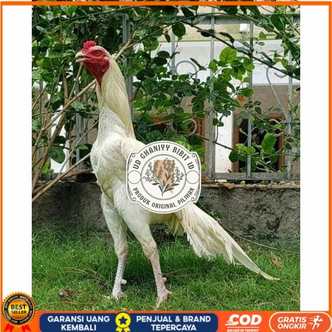 

Telur ayam hias putih nasional bangkok putih fertil asli siap tetas - bantam chocin UD GHANIYY BIBIT ID