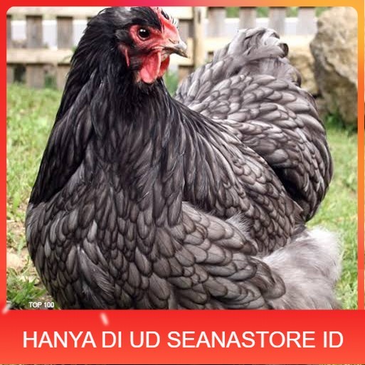

Telur ayam bantam chocin / telur ayam hias / telur fertil siap tetas UD SEANASTORE ID