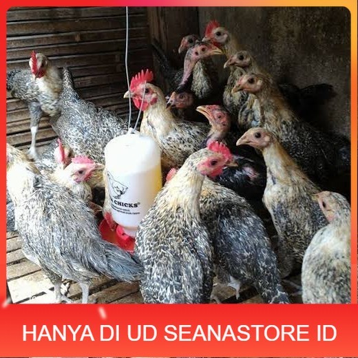 

Telur ayam arab fertil siap ditetaskan - AYAM ARAB UD SEANASTORE ID