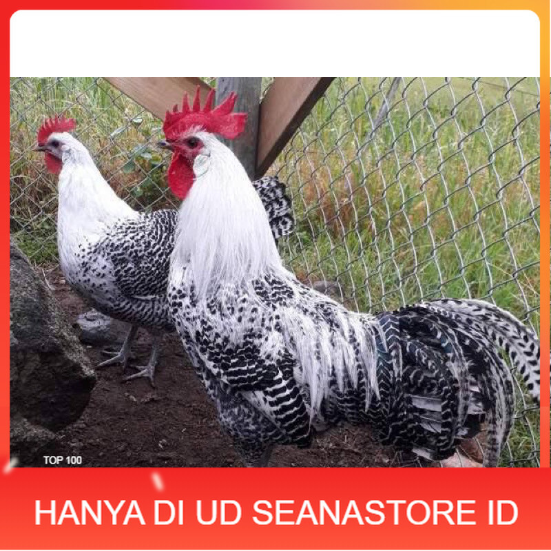 

TELUR FERTIL AYAM ARAB PETELUR HANDAL INDUKAN TERSELEKSI UNTUK DI TETASKAN UD SEANASTORE ID
