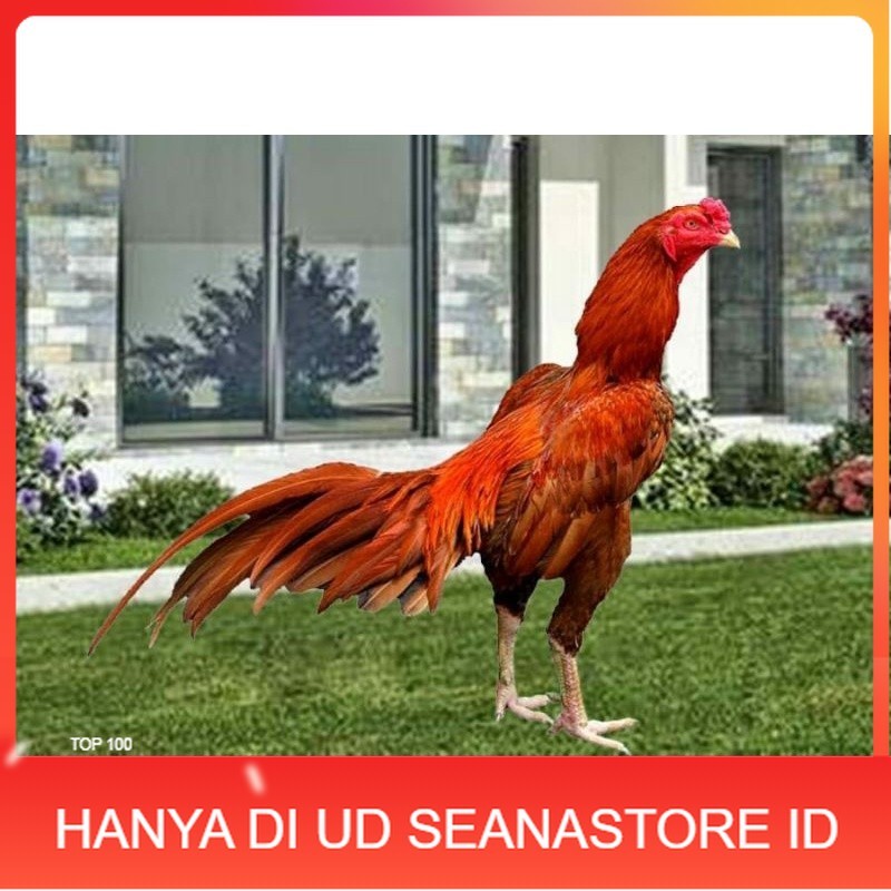 

TELUR AYAM BANGKOK WANGKAS JUMBO UNTUK DI TETASKAN UD SEANASTORE ID