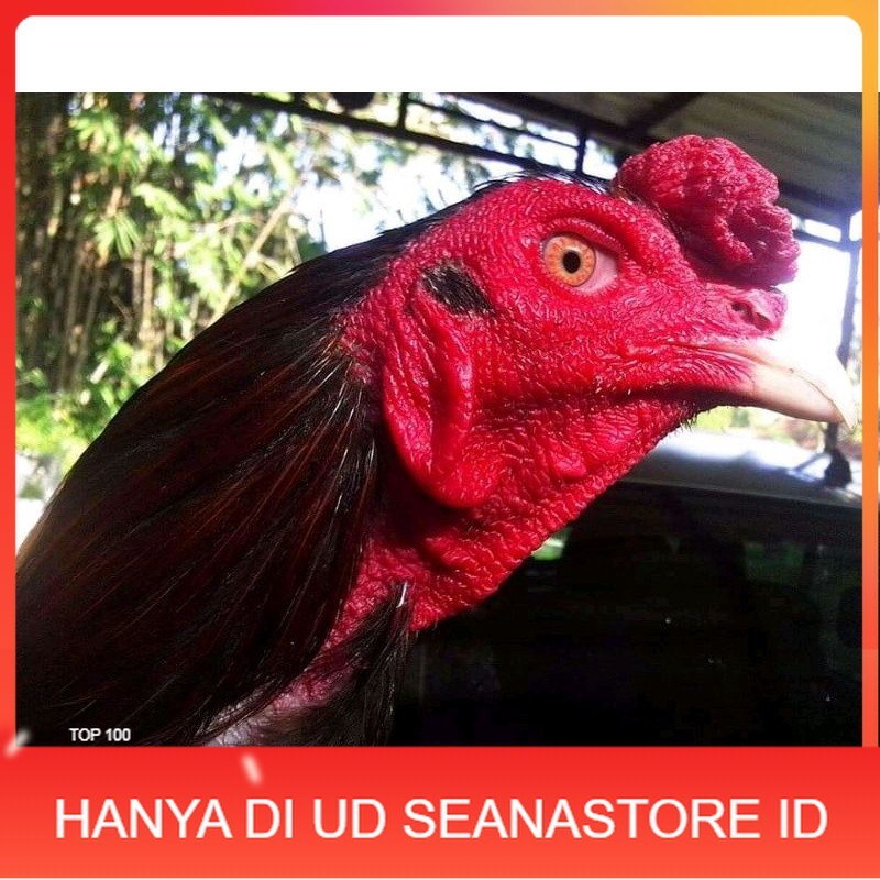 

Telur Fertil Telur ayam bangkok ekor lidi terbaru terlaris UD SEANASTORE ID