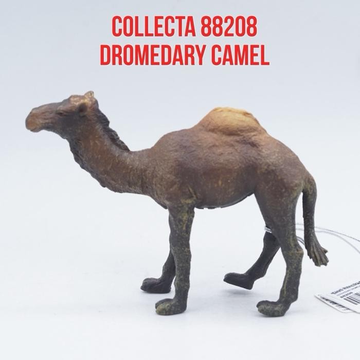 Collecta 88208 Dromedary Camel Unta Dromedaris Unta Arab Unta Berpunuk Satu Camelus dromedarius Main