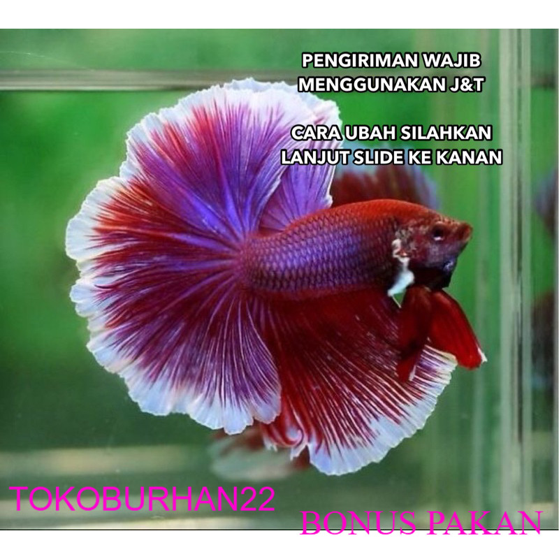 CUPANG HALFMOON LAVENDER PINK, TOSCA, HIJAU, UNGU, BIRU REAL PICT BEST SELLER BONUS PAKAN