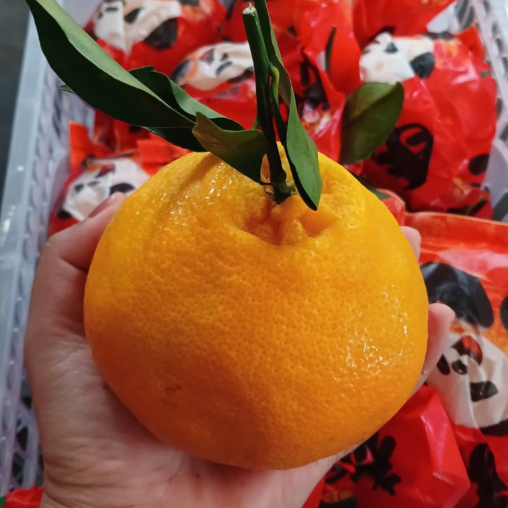 

Buah Jeruk Papagan Import 6 kg