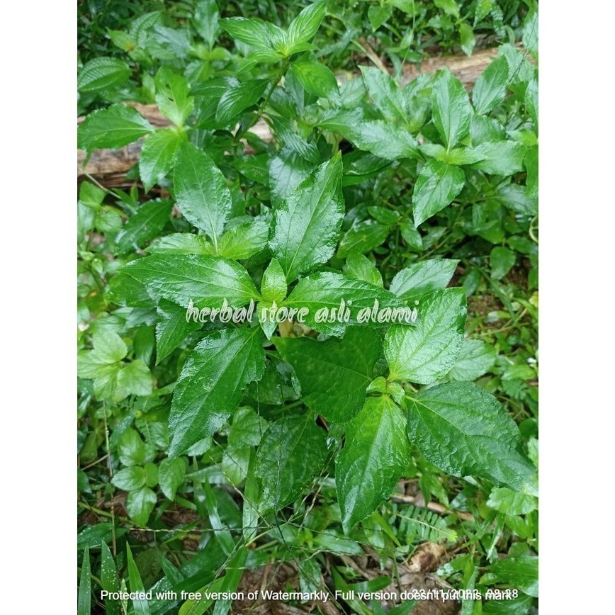 

daun legetan atau daun jotang segar ready stok