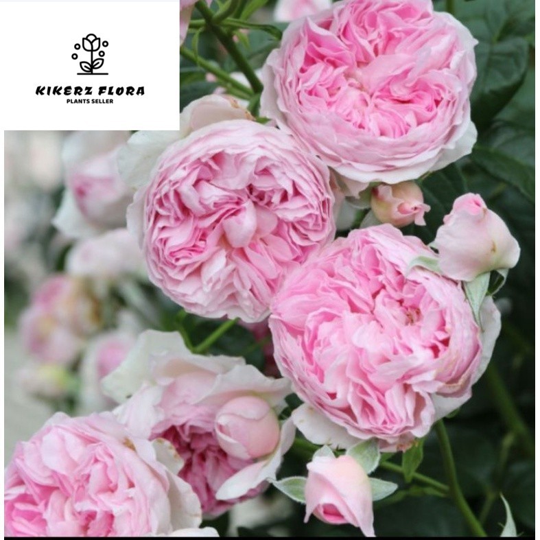 bunga mawar moncor DEWASA mawar import wangi mawar import climbing