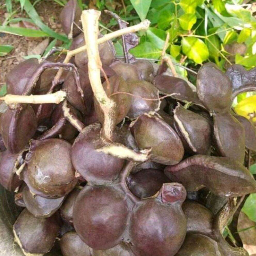

1KG Jengkol Kepek/Belum Kupas