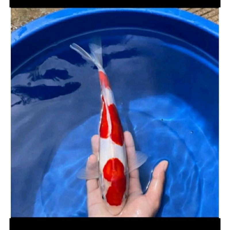 

PROMO TERBARU BERGARANSI paket 5 ekor bibit koi kohaku berkualitas grade A+