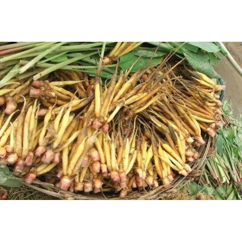 

temu kunci Fresh 500gram