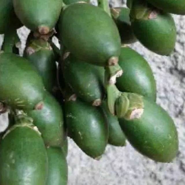 

buah jambe buda 500gr