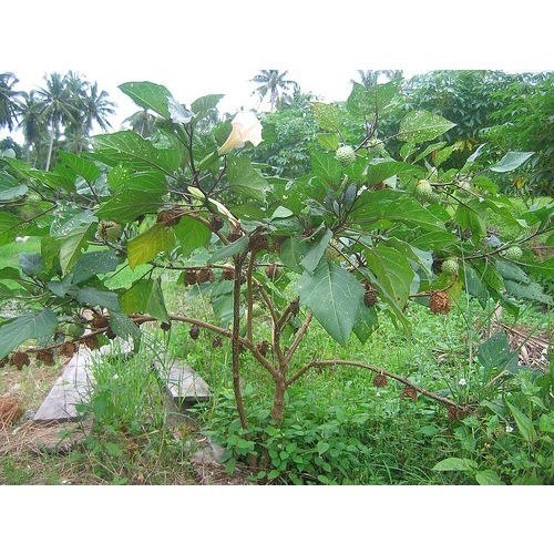 

Baru Daun kecubung segar 500 gram - fresh COD Batak