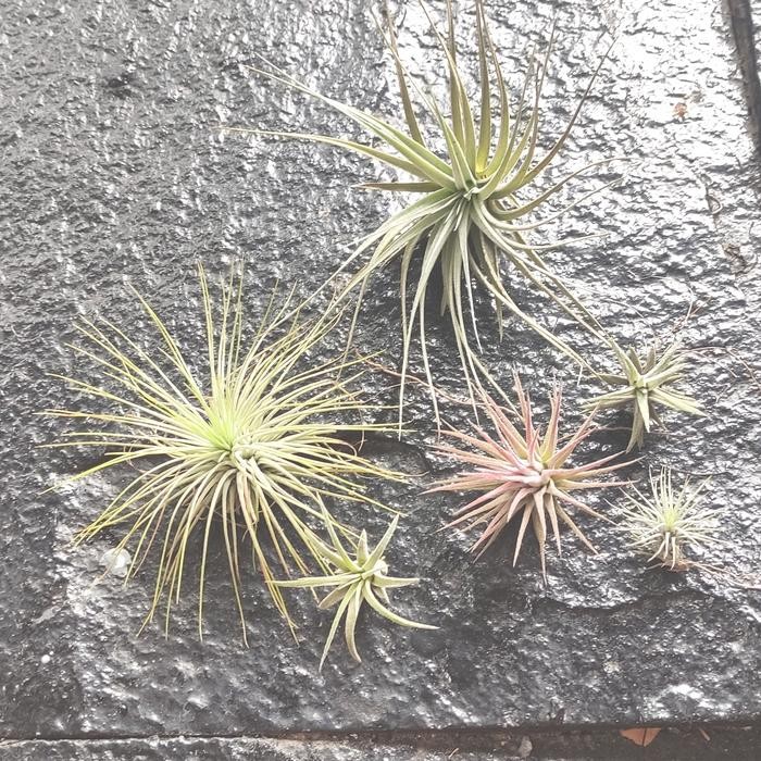 Tillandsia Paket 6 jenis
