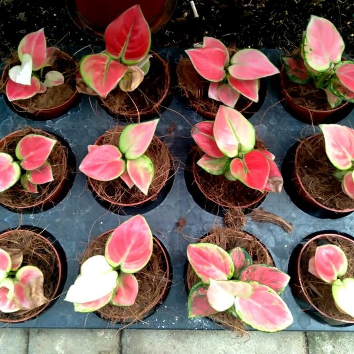 Aglonema Baby Pink Apple Original 5-6 Daun Size Baby