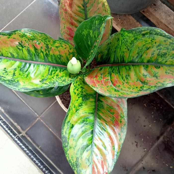 Aglonema Heng heng indukan jumbo