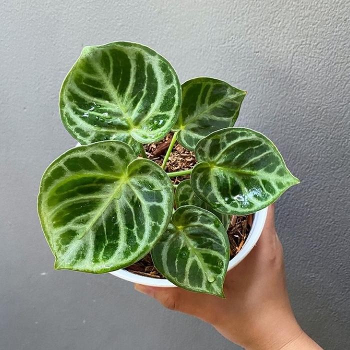 tanaman hias anthurium dorayaki (ORI) - kuping gajah dorayaki