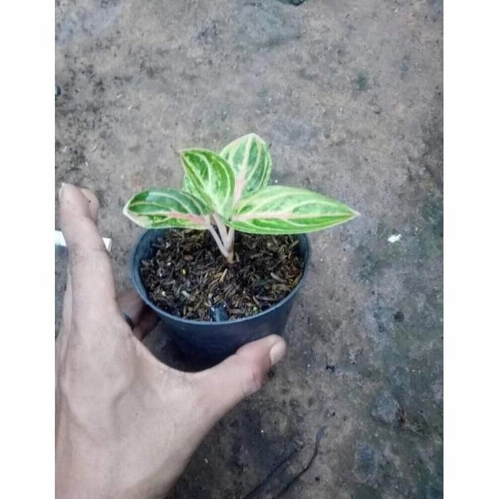 Aglonema Rinjani / Uk Anakan