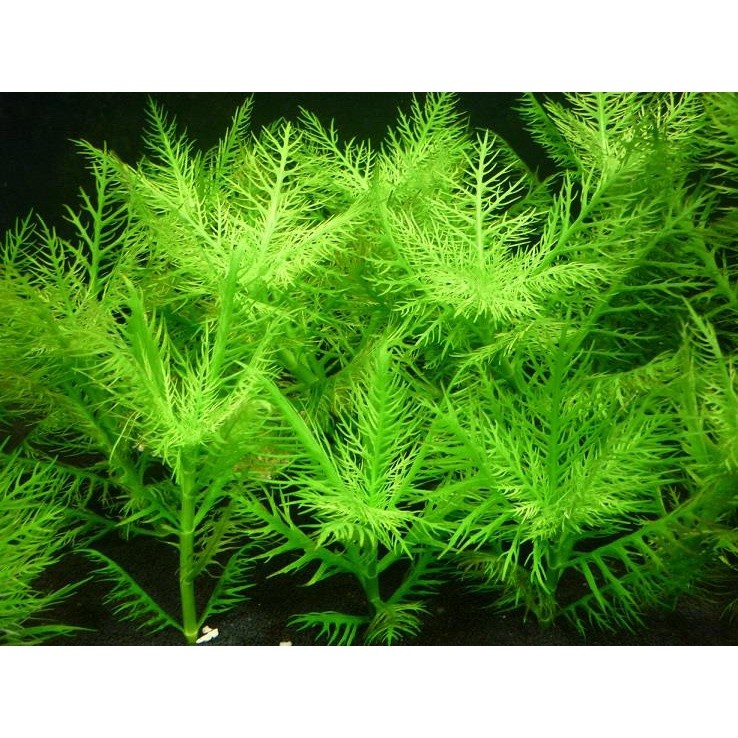AQUADIVA Tanaman Air Hygrophila Balsamica Aquascape Hidup | Hiasan Aquarium Rumput Air Segar