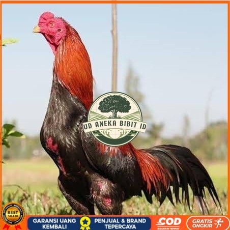 

Telur ayam bangkok super petarung aduan fertil siap ditetaskan UD ANEKA BIBIT ID