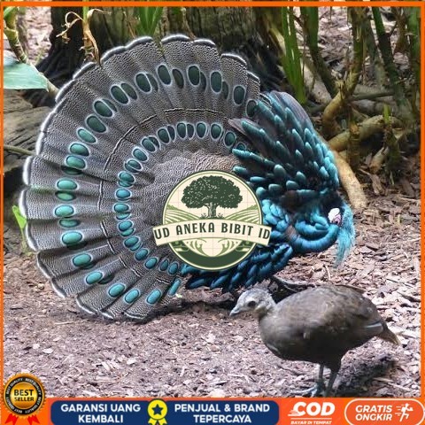 

Telur ayam hias ringneck palawan pheasant fertil siap ditetaskan Langsung UD ANEKA BIBIT ID