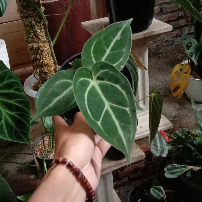 anthurium magnificum