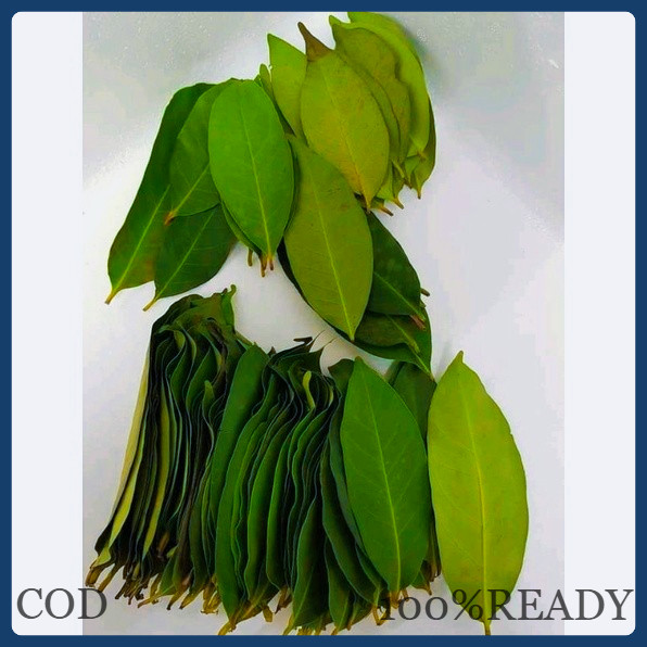 

daun salam 50 lembar (dapat tambahan bonus) 100%READY