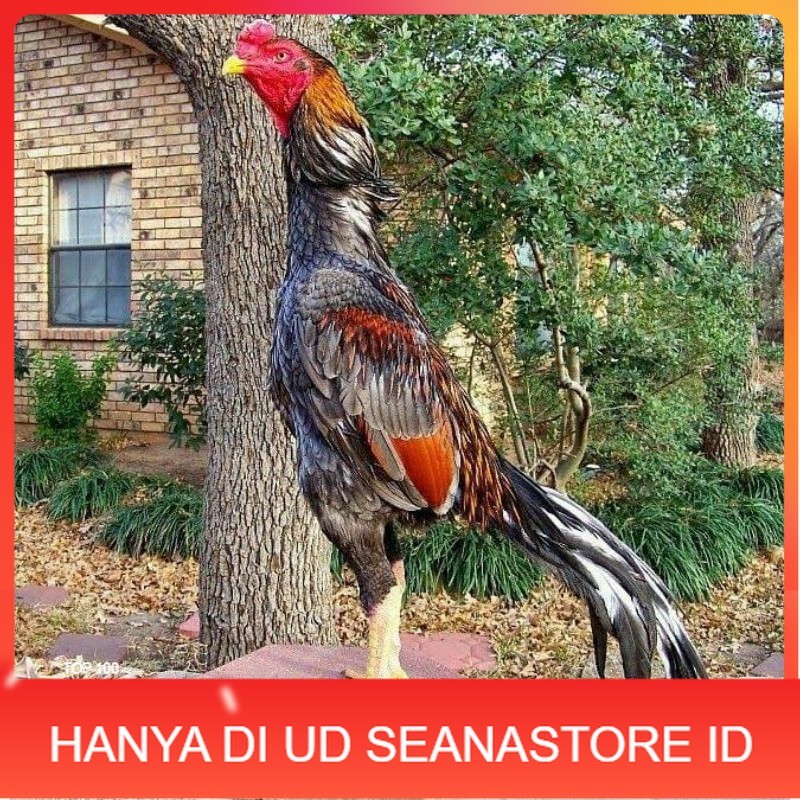 

OSHAMO EROPA FERTIL FRESH UD SEANASTORE ID