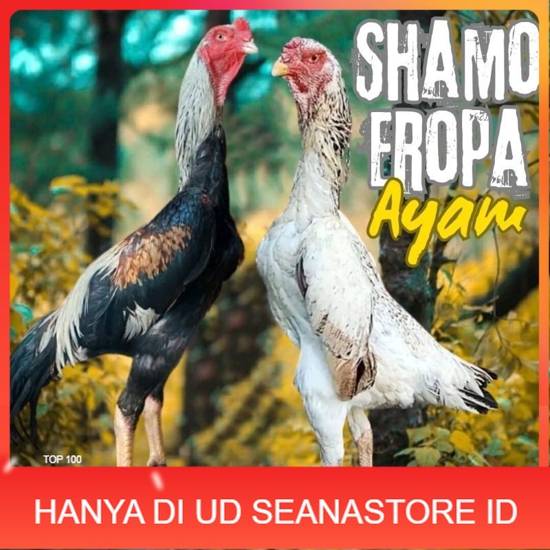 

telur ayam shamo eropa ori petarung bisa untuk di tetaskan UD SEANASTORE ID
