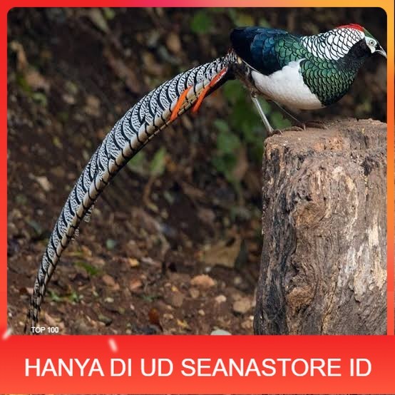 

Telur ayam hias ringneck lady amherst pheasant fertil siap ditetaskan UD SEANASTORE ID