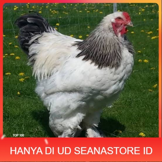 

Telur ayam hias brahma fertil siap ditetaskan UD SEANASTORE ID