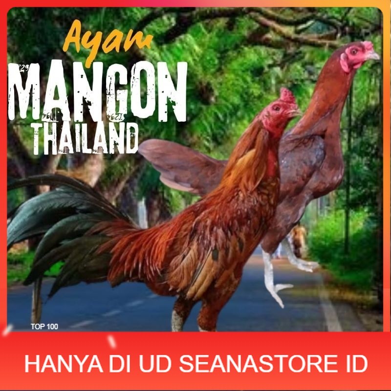 

telur ayam mangon Ori Thailand petarung bisa untuk di tetaskan UD SEANASTORE ID