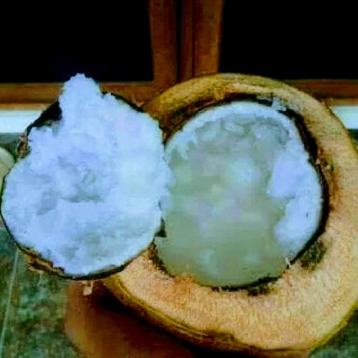 Bibit Kelapa Kopyor Super Genjah