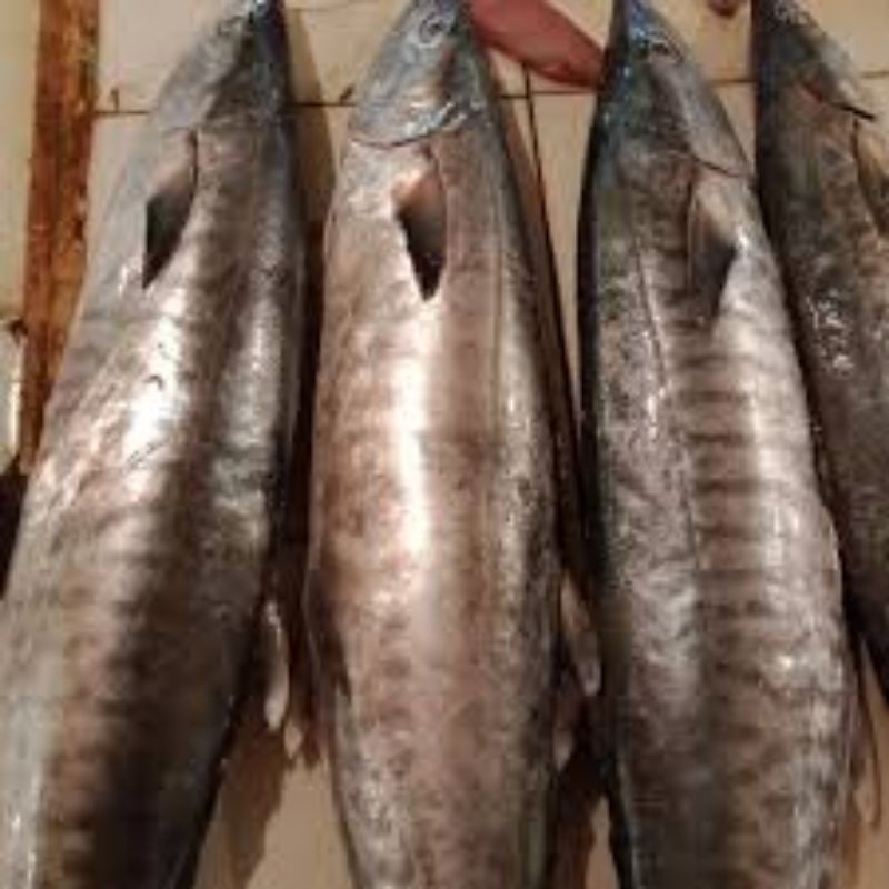 

Ikan Tenggiri Segar – Pilihan ikan premium.