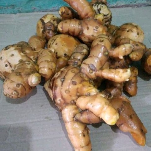 

Temulawak segar presh isi 1 kg Koneng gede