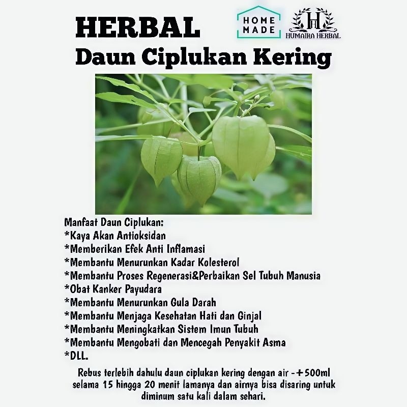 

CIPLUKAN KERING KEMASAN 100Gram Terdiri Dari Daun Batang Dan Buah Kering Siap Seduh