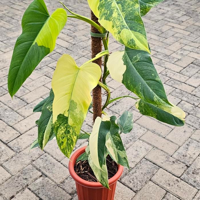 Philodendron domesticum variegata