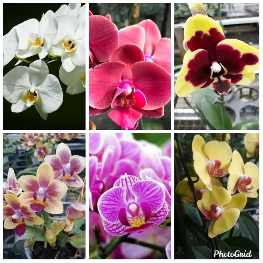 Bibit Anggrek Bulan Dalam Botol/Bibit Anggrek/Tanaman Anggrek