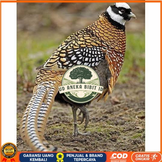 

Telur ayam hias ringneck reeves pheasant fertil siap ditetaskan UD ANEKA BIBIT ID