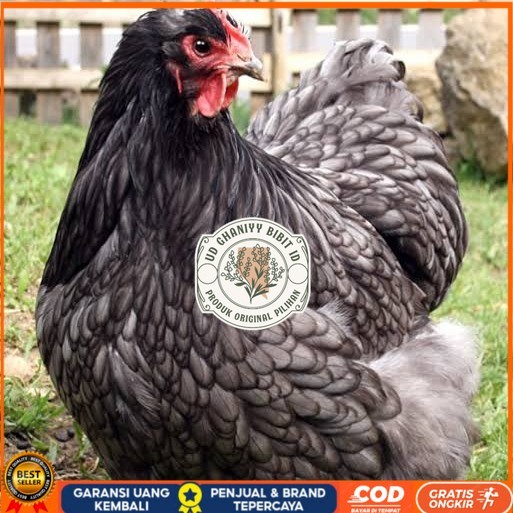 

Telur ayam bantam chocin / telur ayam hias / telur fertil siap tetas UD GHANIYY BIBIT ID