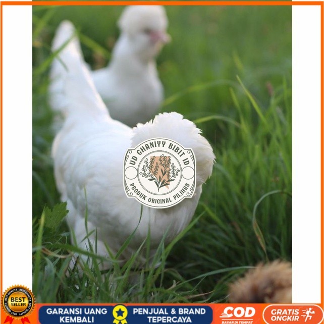 

Telur ayam hias sultan fertil untuk ditetaskan Langsung UD GHANIYY BIBIT ID