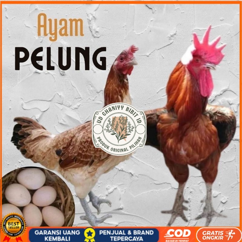 

telur ayam pelung jumbo super untuk di tetaskan UD GHANIYY BIBIT ID