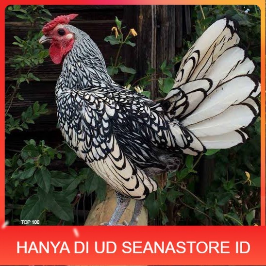 

Telur ayam serama / kate batik italy kanada fertil asli ori siap tetas UD SEANASTORE ID
